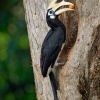 Zoborozec belolici - Anthracoceros albirostris - Oriental Pied-Hornbill o1902